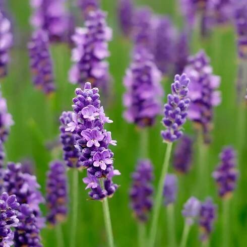 Lavandula Levandule úzkolistá HIDCOTE BLUE Nízká Voňavá! Mrazuvzdorná Číslo pasu (část C) 9287/1/20