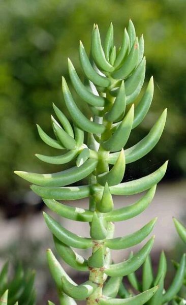 Crassula: popis, vlastnosti pěstování a reprodukce