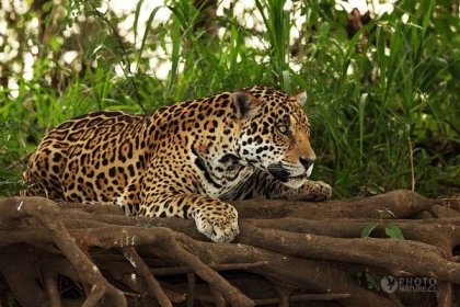 Jaguár americký