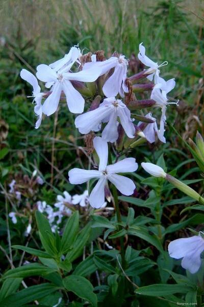 Mydlice lékařská (Saponaria officinalis)