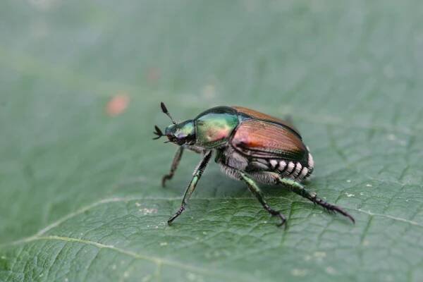 Invasive Insects — Lake Erie Regional Grape Program