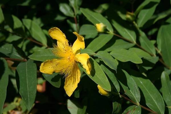 Cultivo de Hypericum calycinum