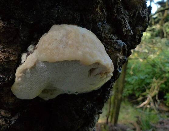 Bělochoroš jabloňový - Aurantiporus fissilis - Kudluv fotoatlas hub