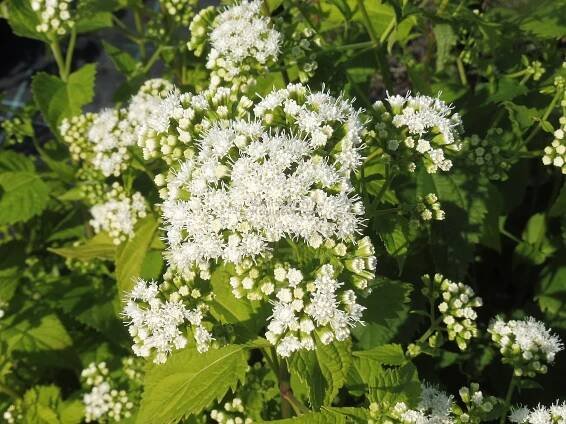 Eupatorium rugosum - sadec Zahradnictví Krulichovi - zahradnictví, květinářství, trvalky, skalničky, bylinky a koření 
