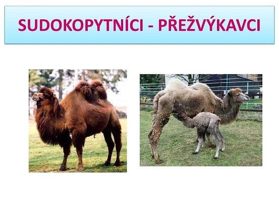 PPT - SUDOKOPYTNÍCI - PŘEŽVÝKAVCI PowerPoint Presentation, free download - ID:6289010
