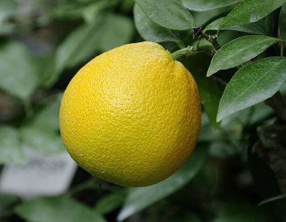 Citrus sinensis "HARAGUCHI" (L.) Osbeck - Citrumelo