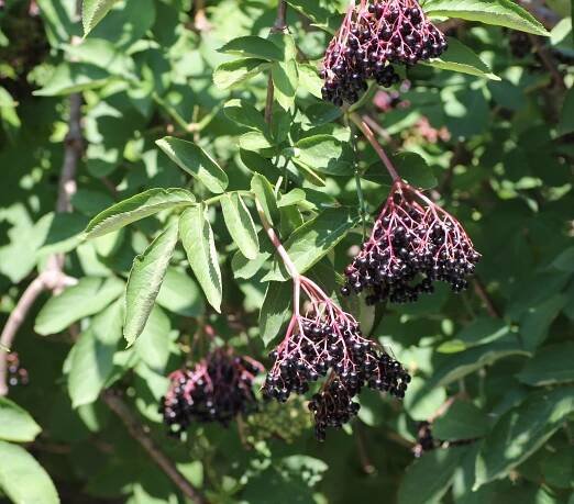 Sambucus nigra L. - Portale della Flora d'Italia / Portal to the Flora of Italy