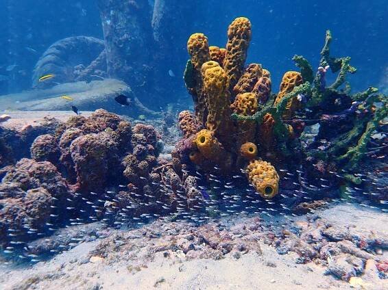Reefers & Wreckers Dive Shop (2025) - All You Need to Know BEFORE You Go (w/ Reviews & Photos)