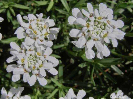 Iberka vždyzelená (Iberis sempervirens)