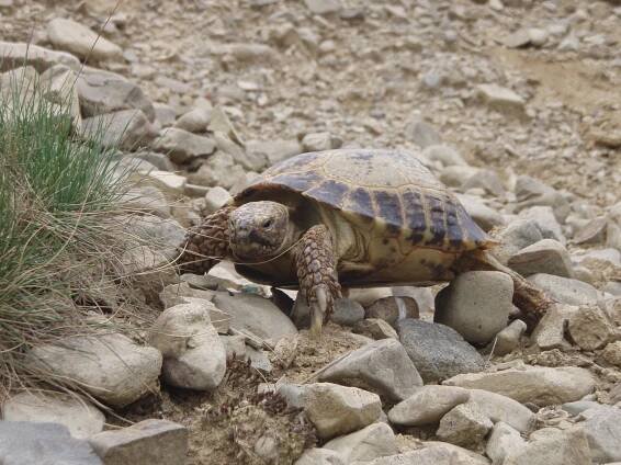 Obrázek - Testudo horsfieldii (želva stepní) | BioLib.cz