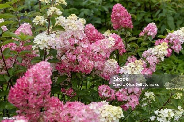 Hydrangea paniculata sort Fraise Melba hydrangea with pink flowers blooms in the garden in summer - Bez autorských poplatků Barevný obrázek Stock fotka