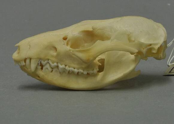 Soubor:Chironectes minimus 01 MWNH 569.jpg – Wikipedie