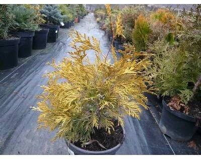 Zerav, túje západní 'Golden Globe' - Thuja occidentalis 'Golden Globe', Kontejner o objemu 15 litrů