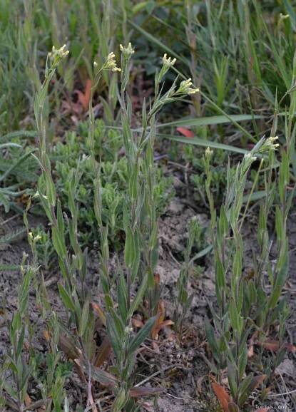 Lnička drobnoplodá (Camelina microcarpa)