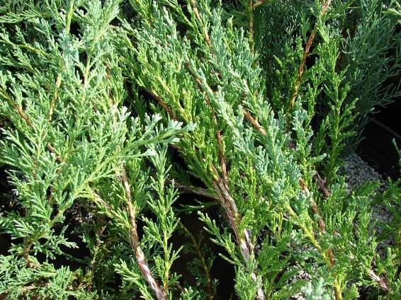 Juniperus horizontalis (jalovec polehlý) | BioLib.cz