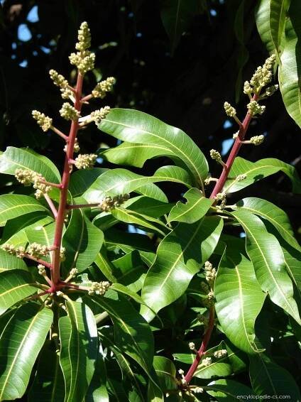 Mangovník indický (Mangifera indica)