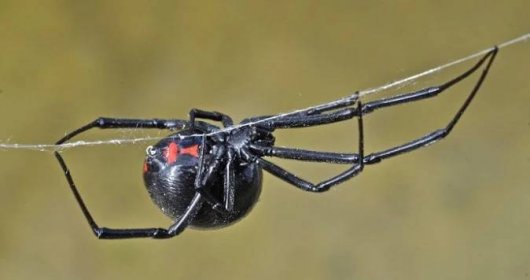 Desítky smrtelně jedovatých pavouků v Česku: Černé vdovy přicestovaly v  bedně s laserem | Blesk.cz