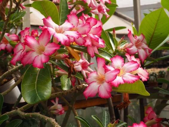 SEMENA - Adenium obesum