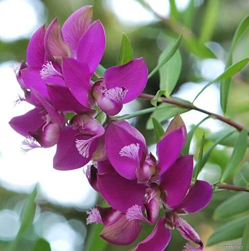 Forum / Obrázek : Vítod myrtolistý (Polygala myrtifolia)