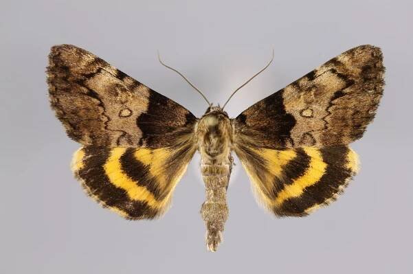 Catocala moltrechti