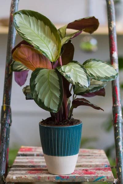 Calathea | svokrine jazyky