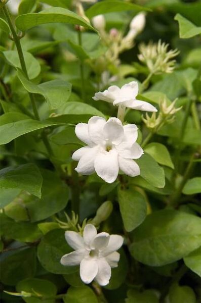 Arabian Jasmine