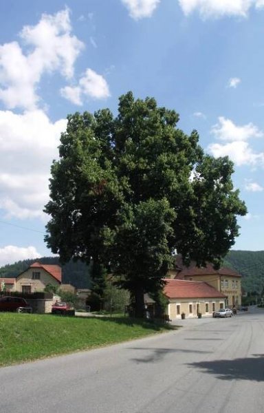 Lípa svobody