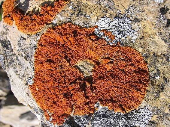 Soubor:Xanthoria elegans.jpg – Wikipedie
