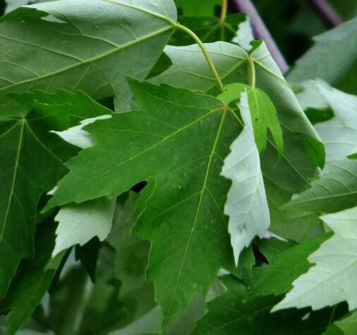 Maple Tree Varieties: Information About Maple Tree Identification | Gardening Know How