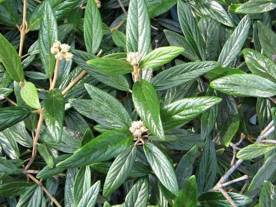Viburnum x pragense | Listnaté dřeviny |Zahradnictví Franc 