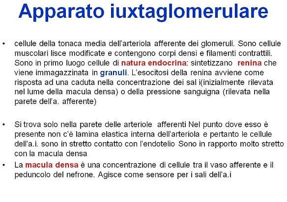 Lezione Nefrologia: Cenni di Anatomia Renale | GaiaMed