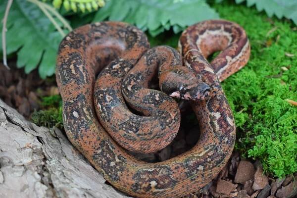Boa morphs – imperatormorphs
