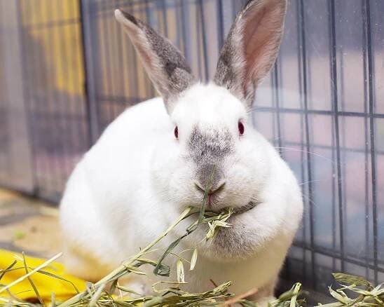 Adoptable Rabbits - Cali — Pumpkin's Acres Rabbit Rescue Inc.