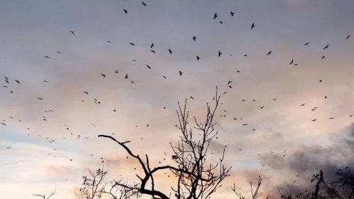 V Brně má vyrůst lanovka. Ornitologové sepisují petici, bojí se o tisíce ptáků