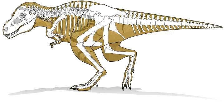 File:Tyranosaurus rex 1.svg - Wikimedia Commons