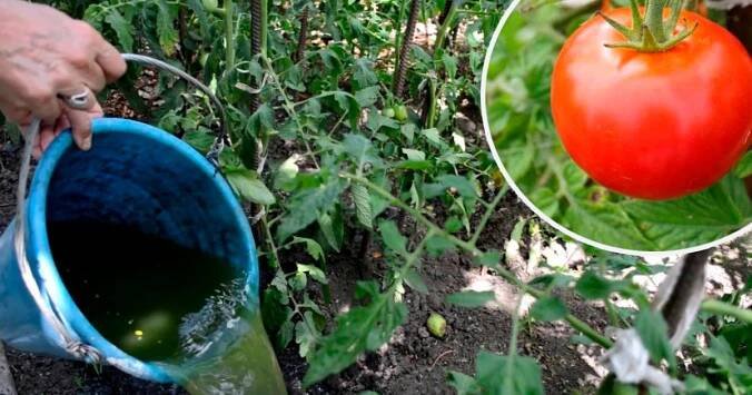 „Na, tady máš kýbl a nalej to pod rajčata," řekla babička, a já nalila. Za 7 dní byla tak obří, že velikostí připomínala spíše pomeranče