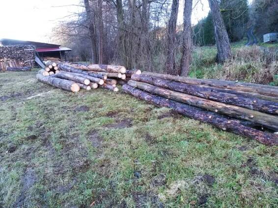 palivové dřevo suché borovice