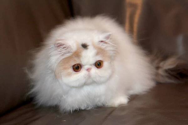 Remu-Martin's B.B., Blue Patchd Tabby-White Persian female