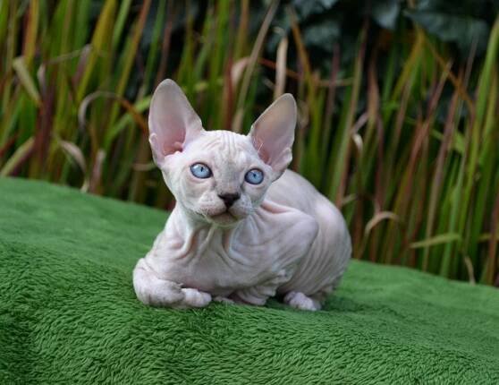 Galéria Donsphynx - Mystery Fortuna SK