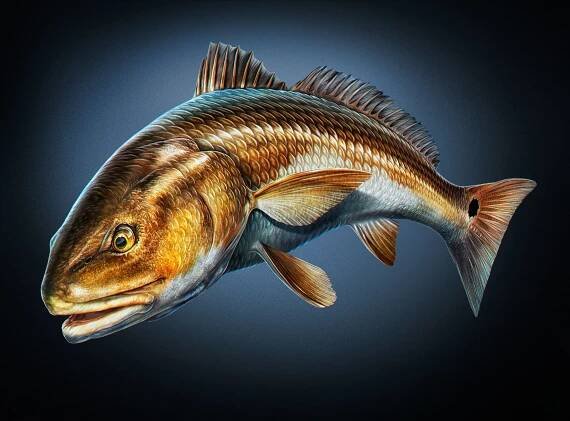 Best Electric Battery Powered & Weedless Vibrating Fishing Lure