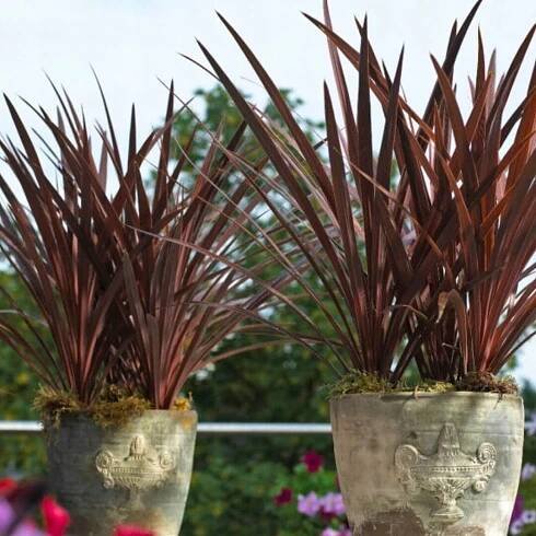 Dračinka jižní RED STAR Cordyline australis OKÁZALÁ DO ZAHRADY