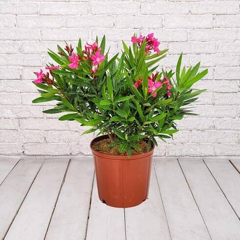 Oleander Bush Calypso Pink 3 Gallon