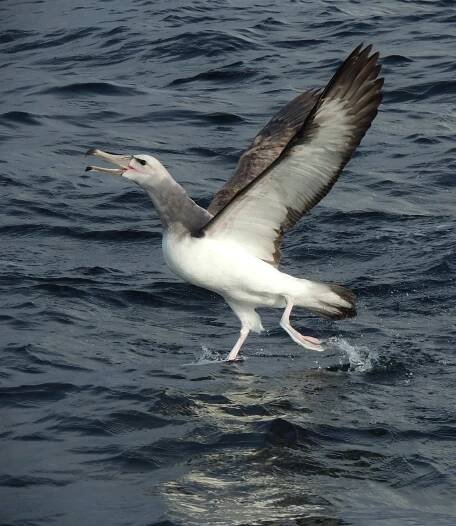 Birdwatching Chile: Bird watching central Chile, birdwatching patagonia and other places