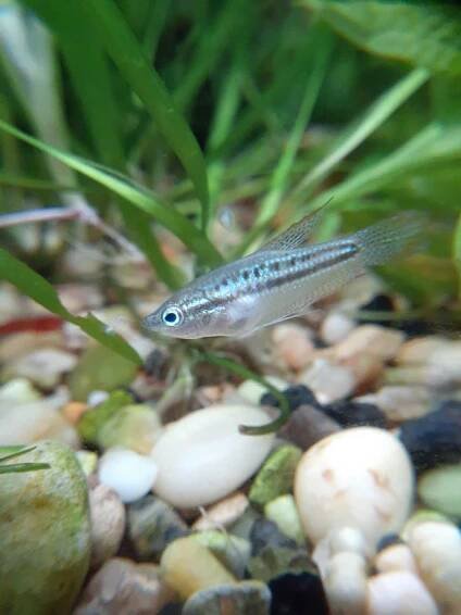 Sparkling Gouramis Tank Environment