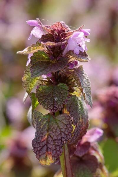 Soubor:Lamium purpureum Auvergne 2013-04-03.jpg