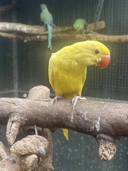 Ad - Parrot4sale
