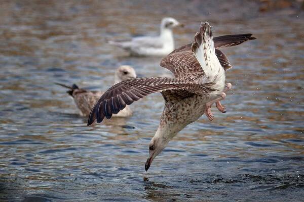 Racek středomořský (Larus michahellis)