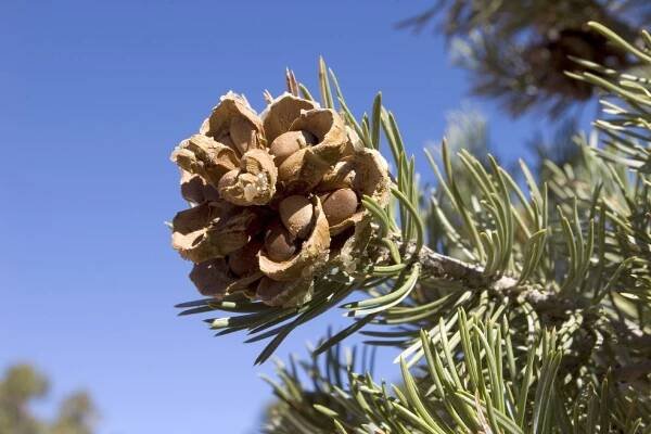 Where Do Pine Nuts Come From: Learn About Growing Pine Nut Trees