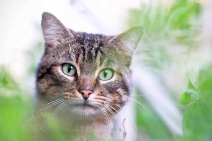 Šanta kočičí a kočičí tráva. Proč jsou tyto rostliny pro bytové kočky nezbytností? : PESWEB