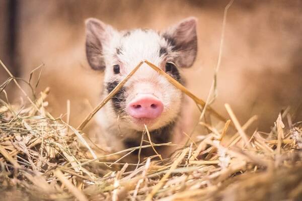 Dary od srdce - zachraňujte zvířata i v roce 2025 | Darujme.cz